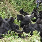 10 Day Bwindi Gorilla Trek