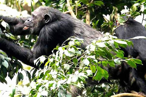 5 Day Uganda Chimps