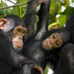 5Day Gorilla & Chimp
