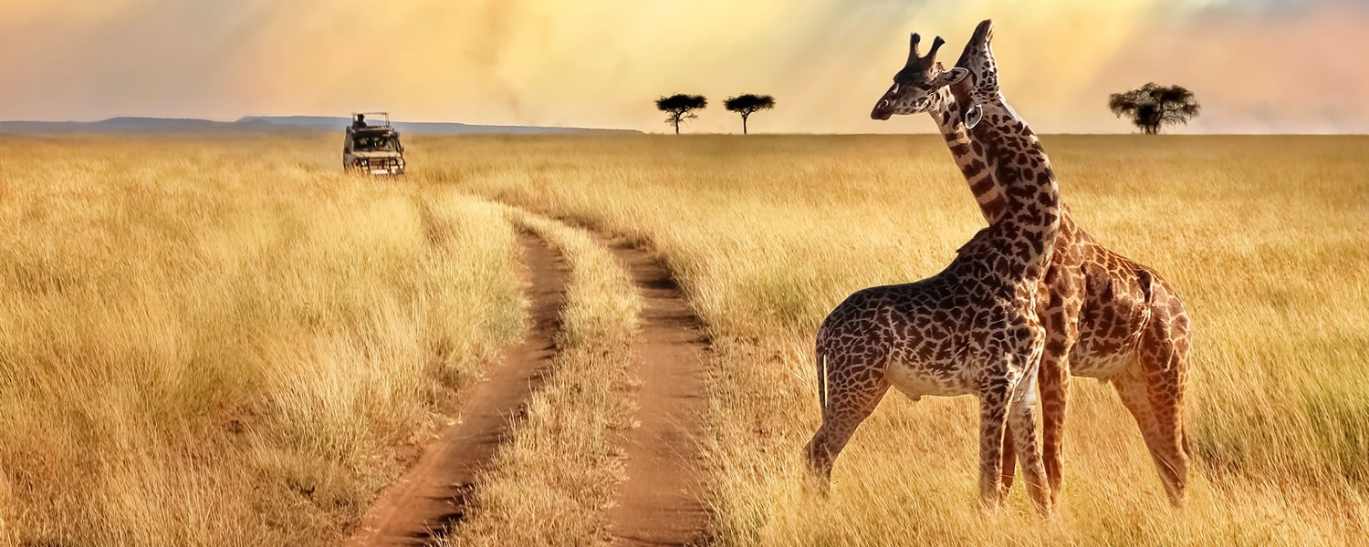 Giraffes in Queen